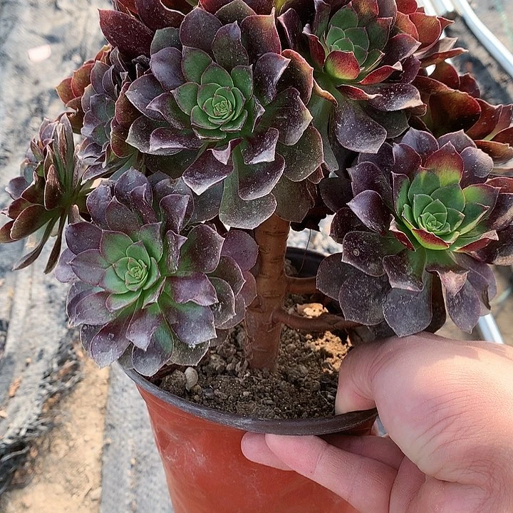 957赤焰莲多肉植物
