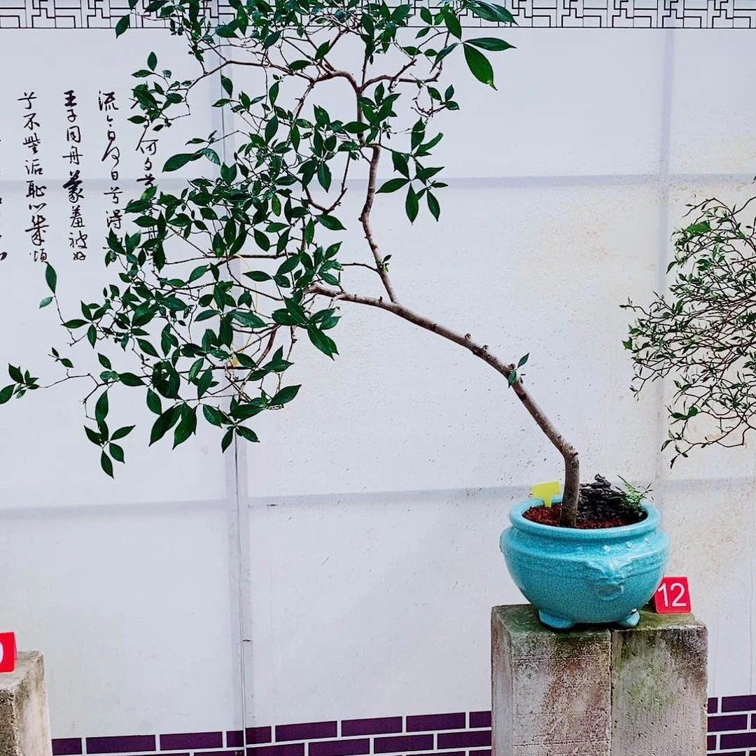 一***雨海岛栀子花一物一拍