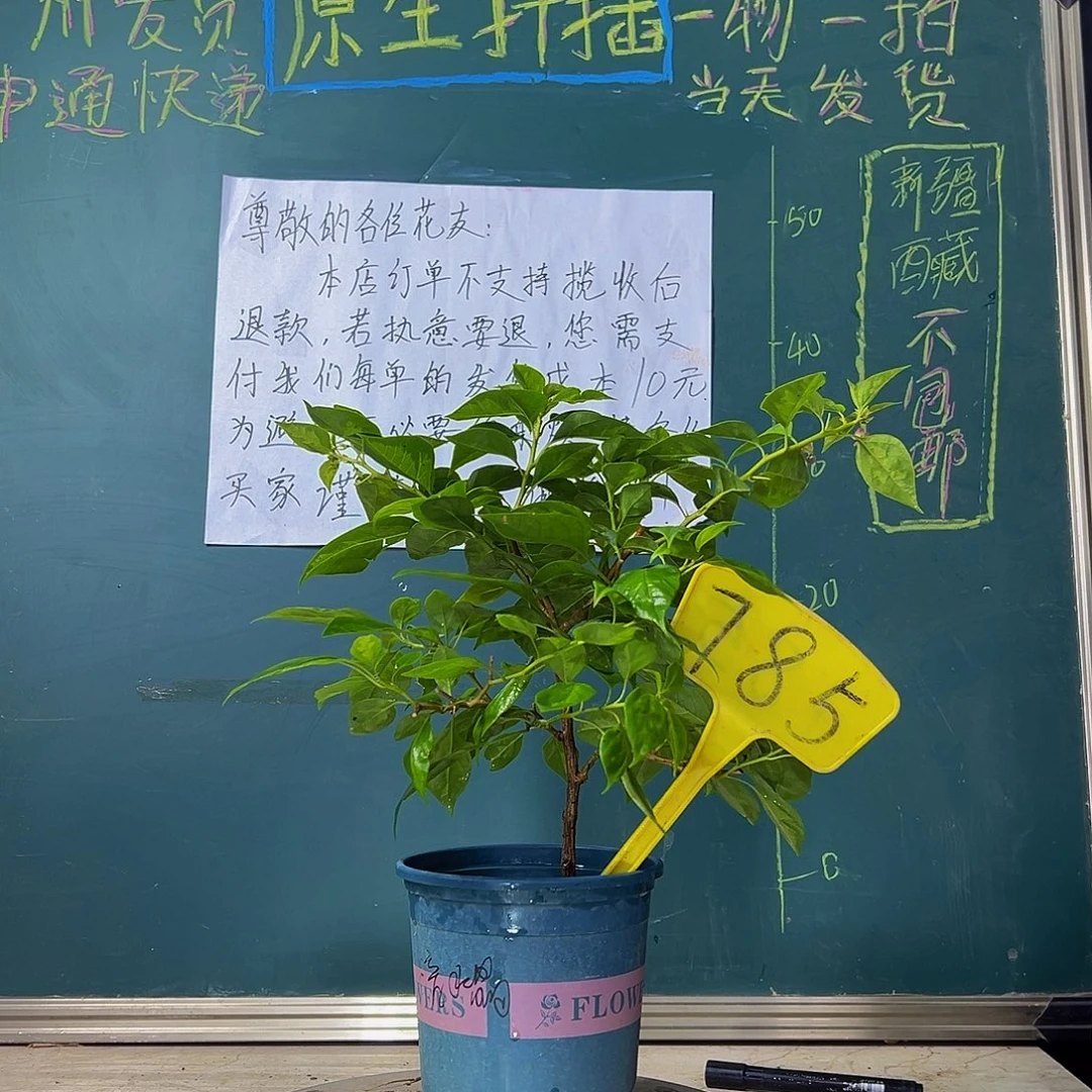 当前无花栽培后可以开花暗斑水晶 785