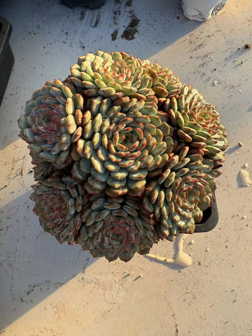 大白胖子群　多肉植物两单包邮