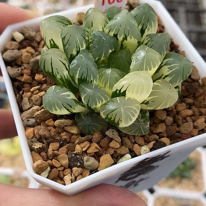 100广濑玉露锦一物一拍