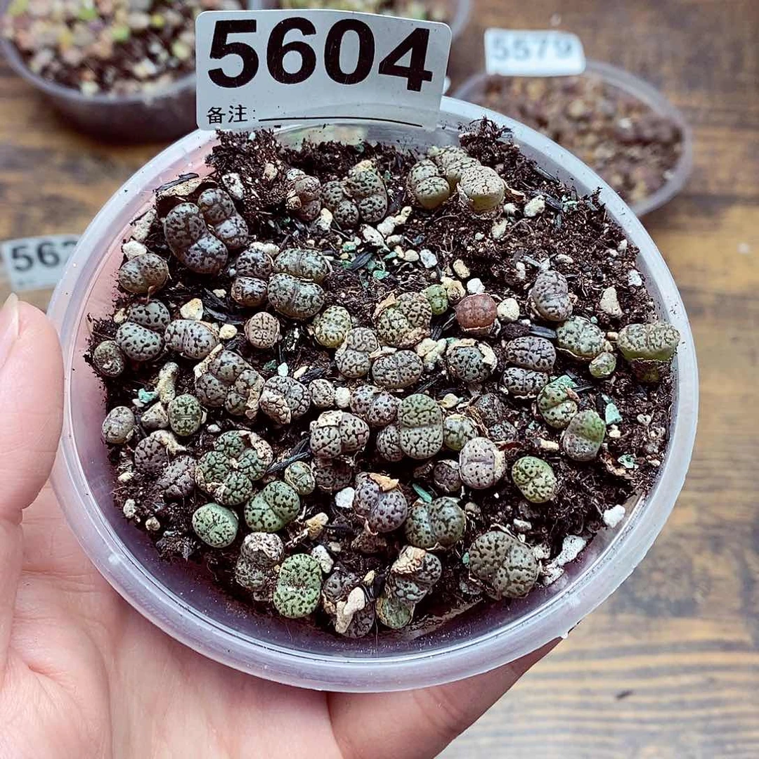 5604鸟哈尼啦啊啦啦啦