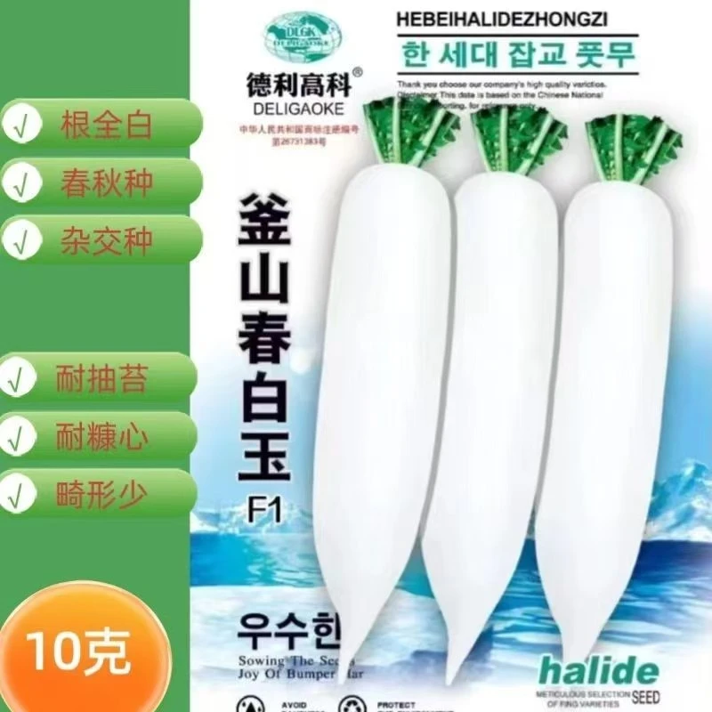 白萝卜种子 春白玉早熟杂交耐抽不易糠心口感佳全白花叶春秋基地