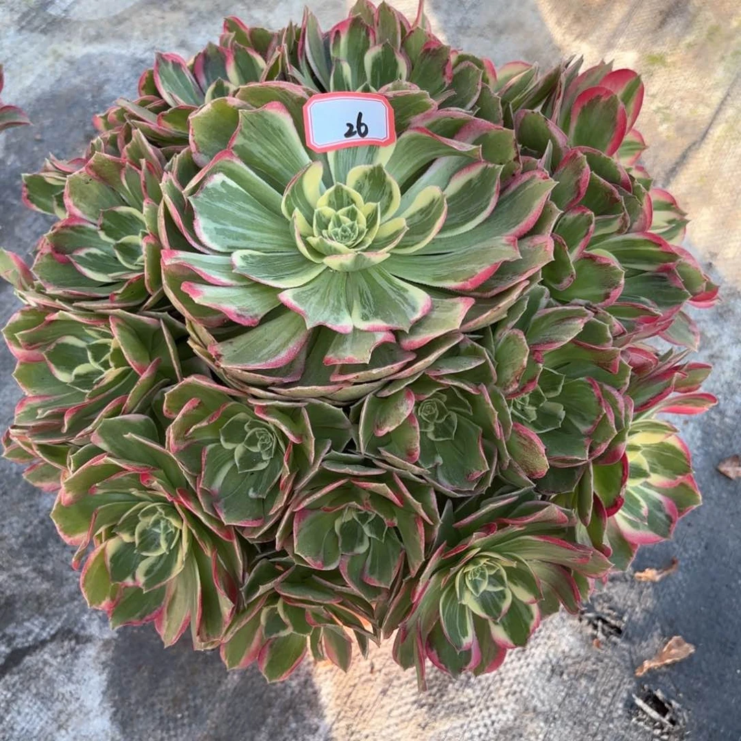 全部花朵26水蜜桃多肉植物