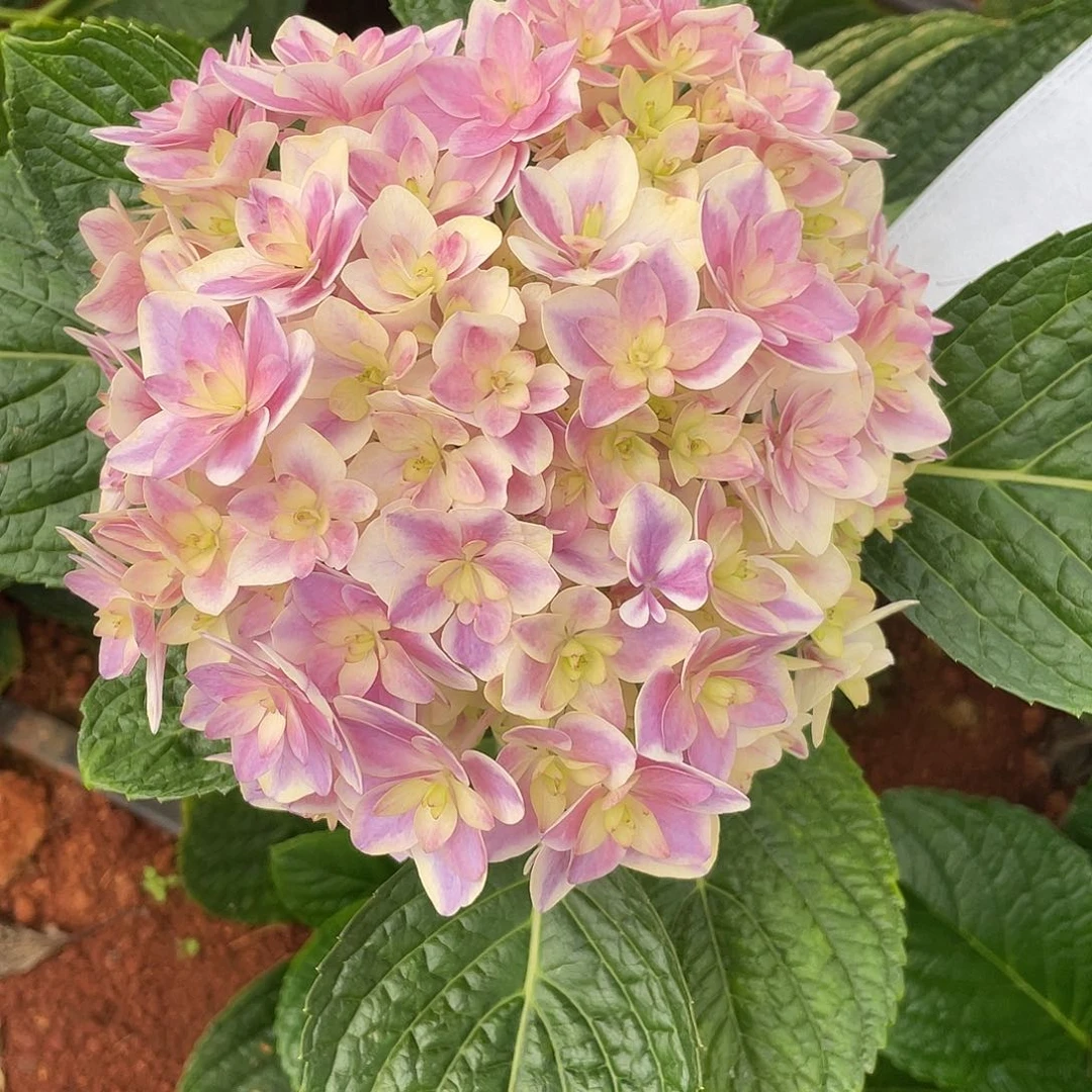 绣球切花一物一拍3枝起包邮，18