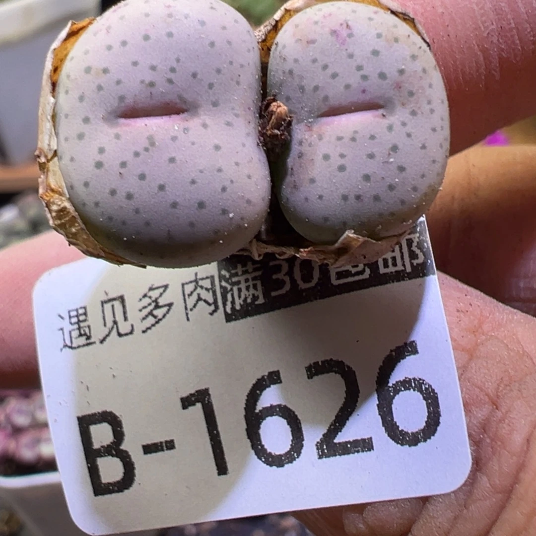 多肉植物11111111111