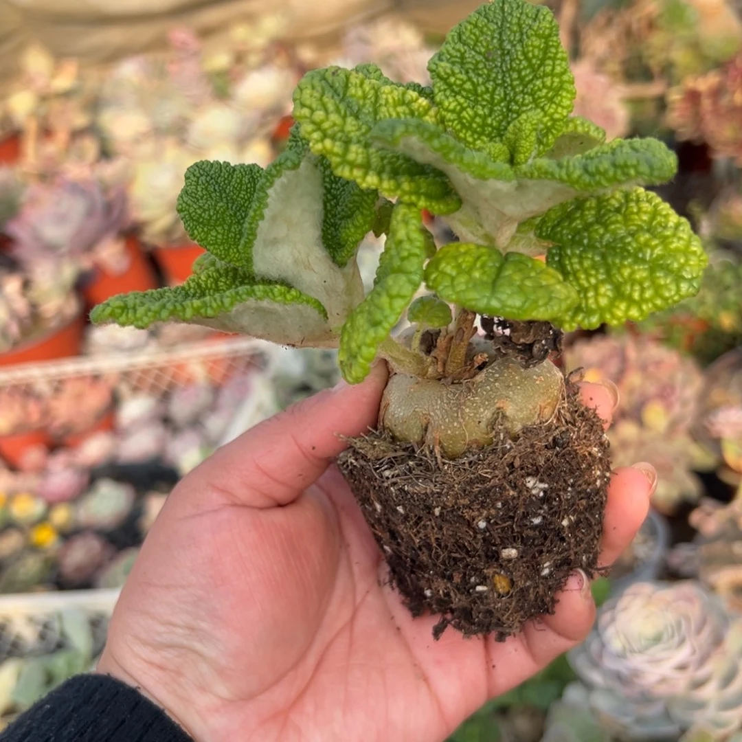 多肉植物断崖王子