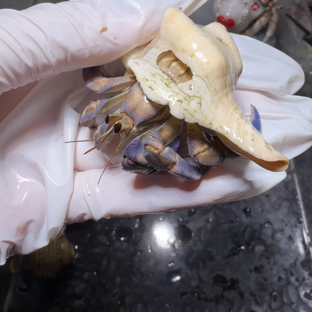 2.3口蓝紫小灯泡。