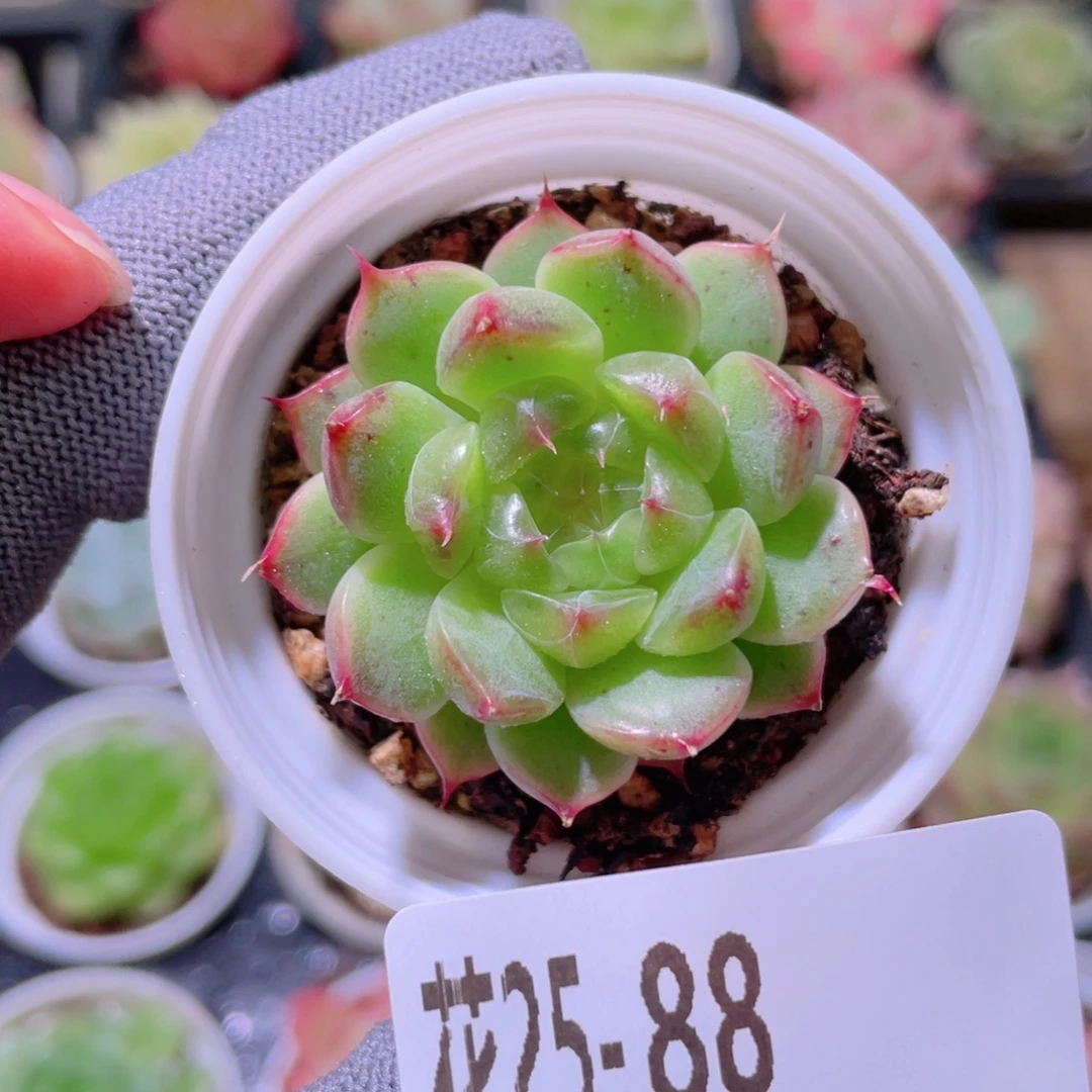 花利美25-88海王