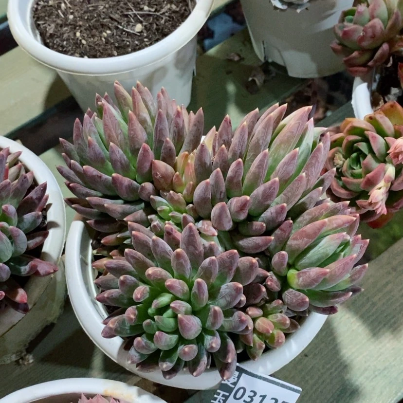 【闪购商品】炫彩星03125