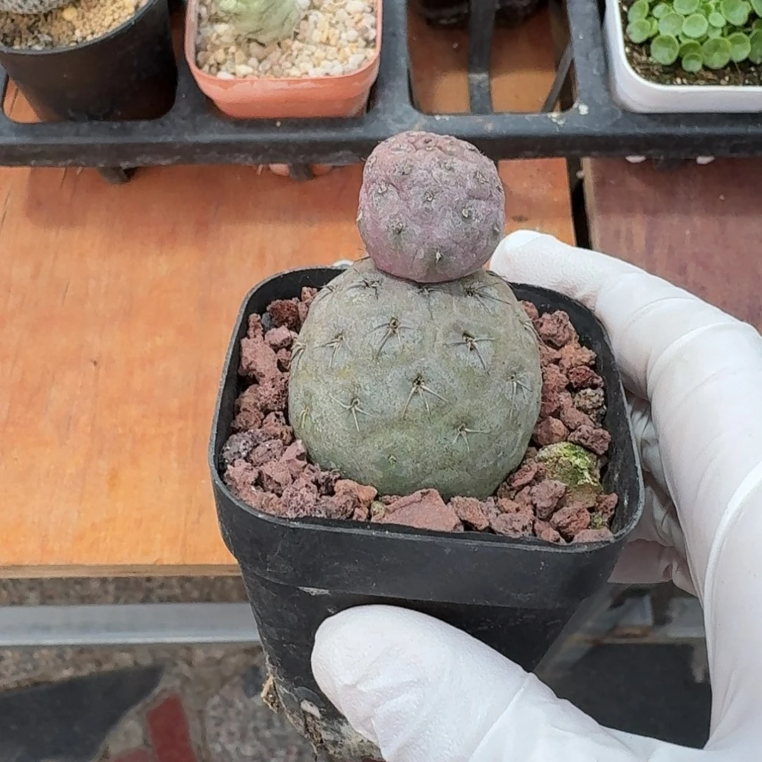 小***੭雪人习志野仙人球234