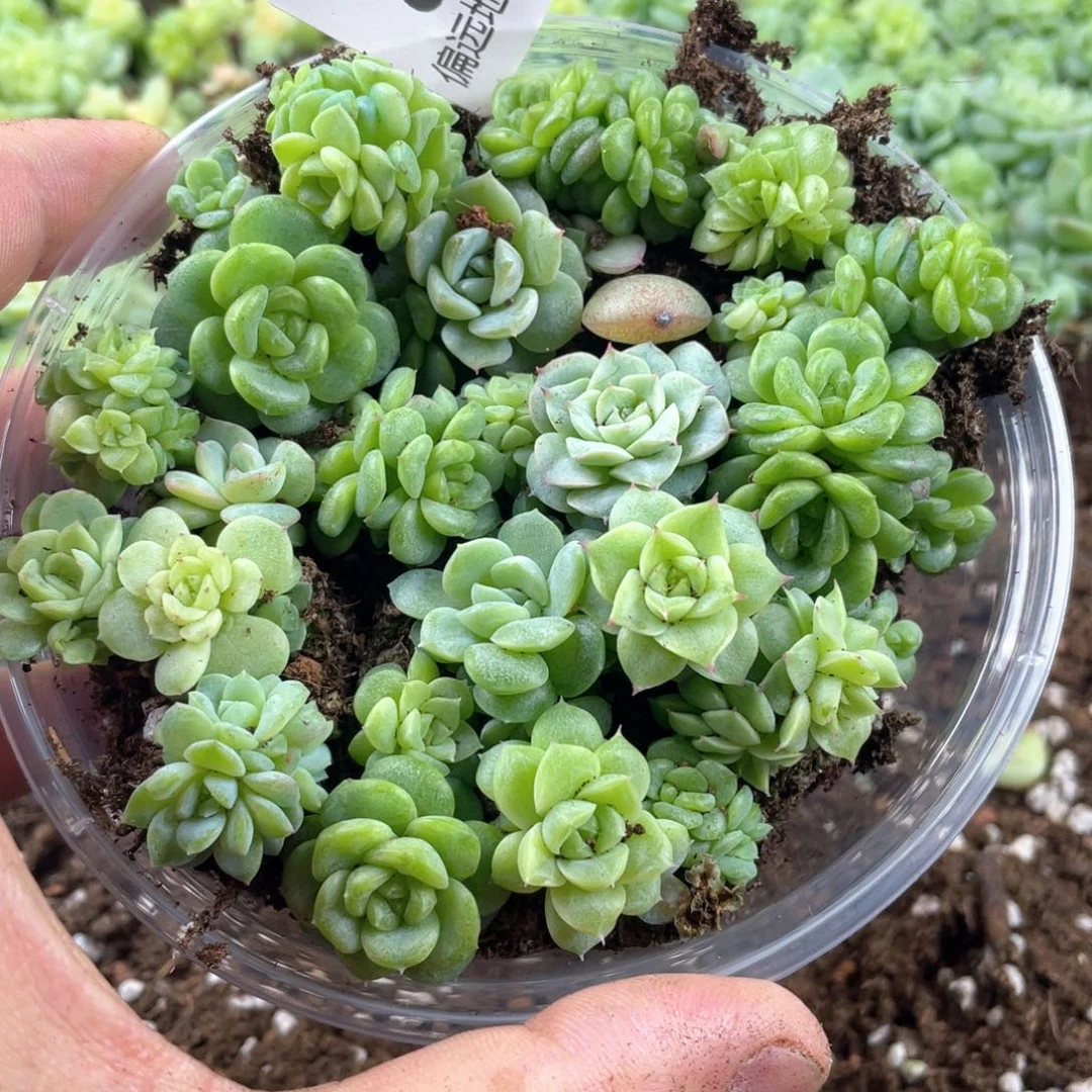 珍妮混一物一拍008.