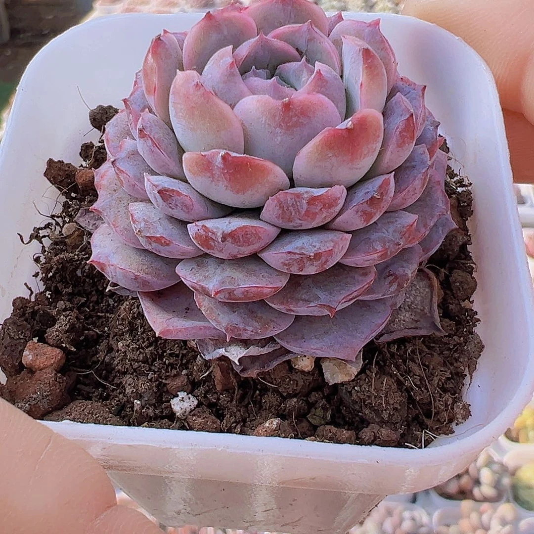 紫宠19包邮多肉植物