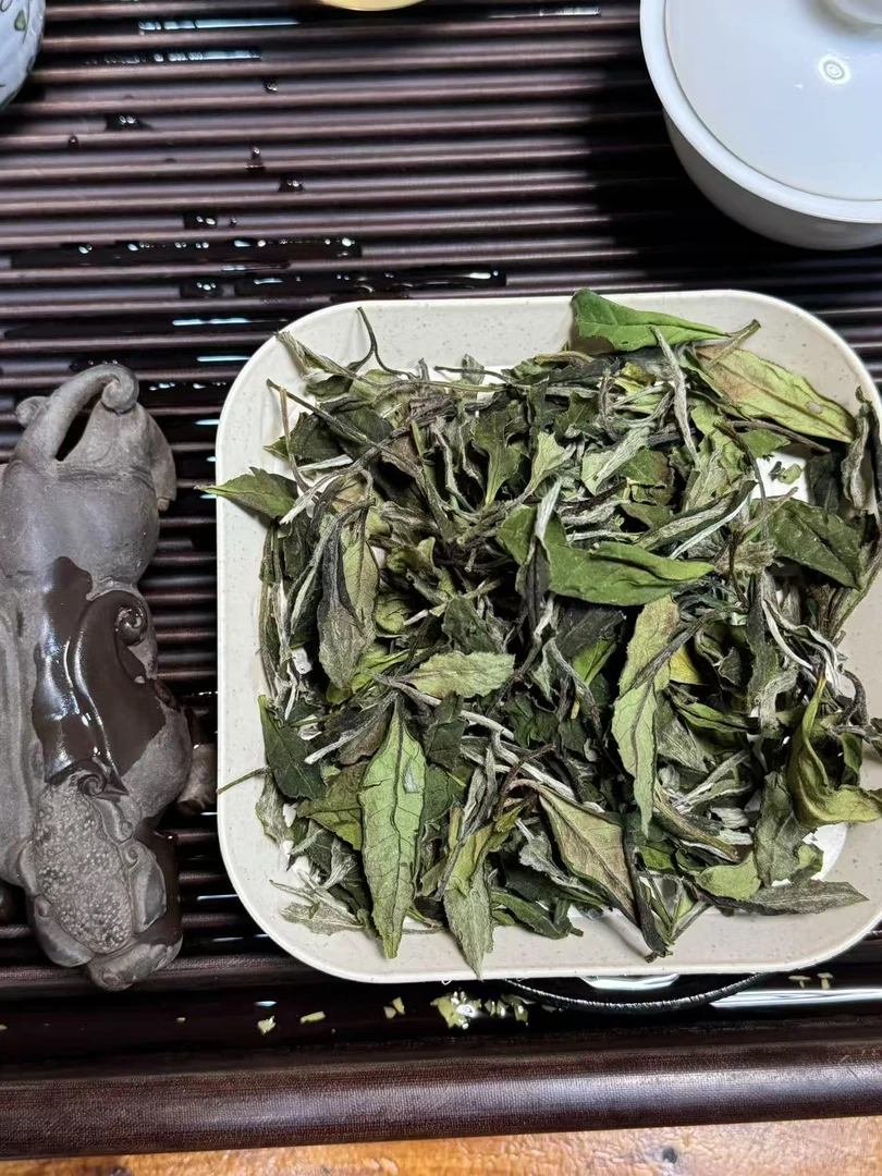 儒君荒野小菜茶茶