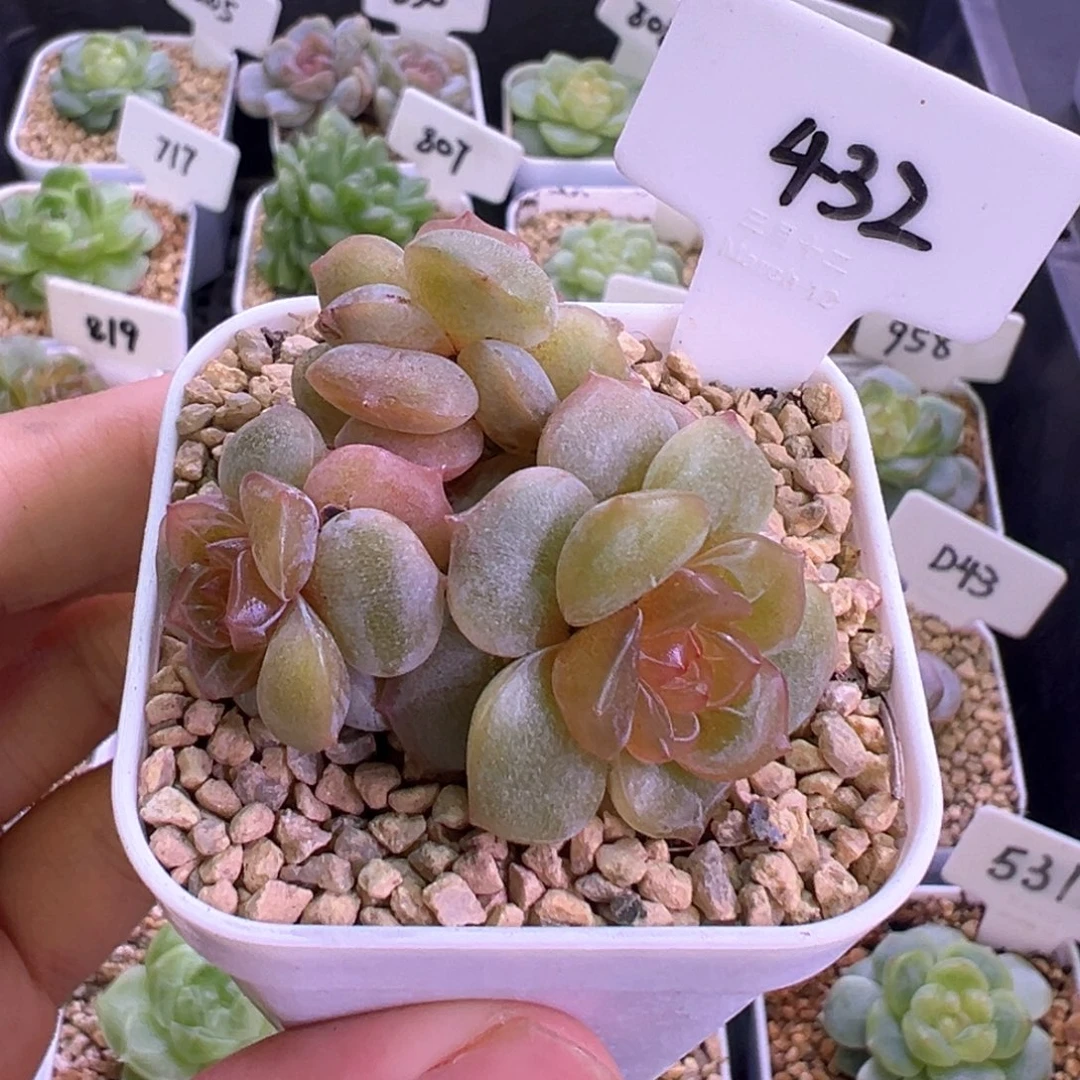 432号彩恋 晗雨多肉
