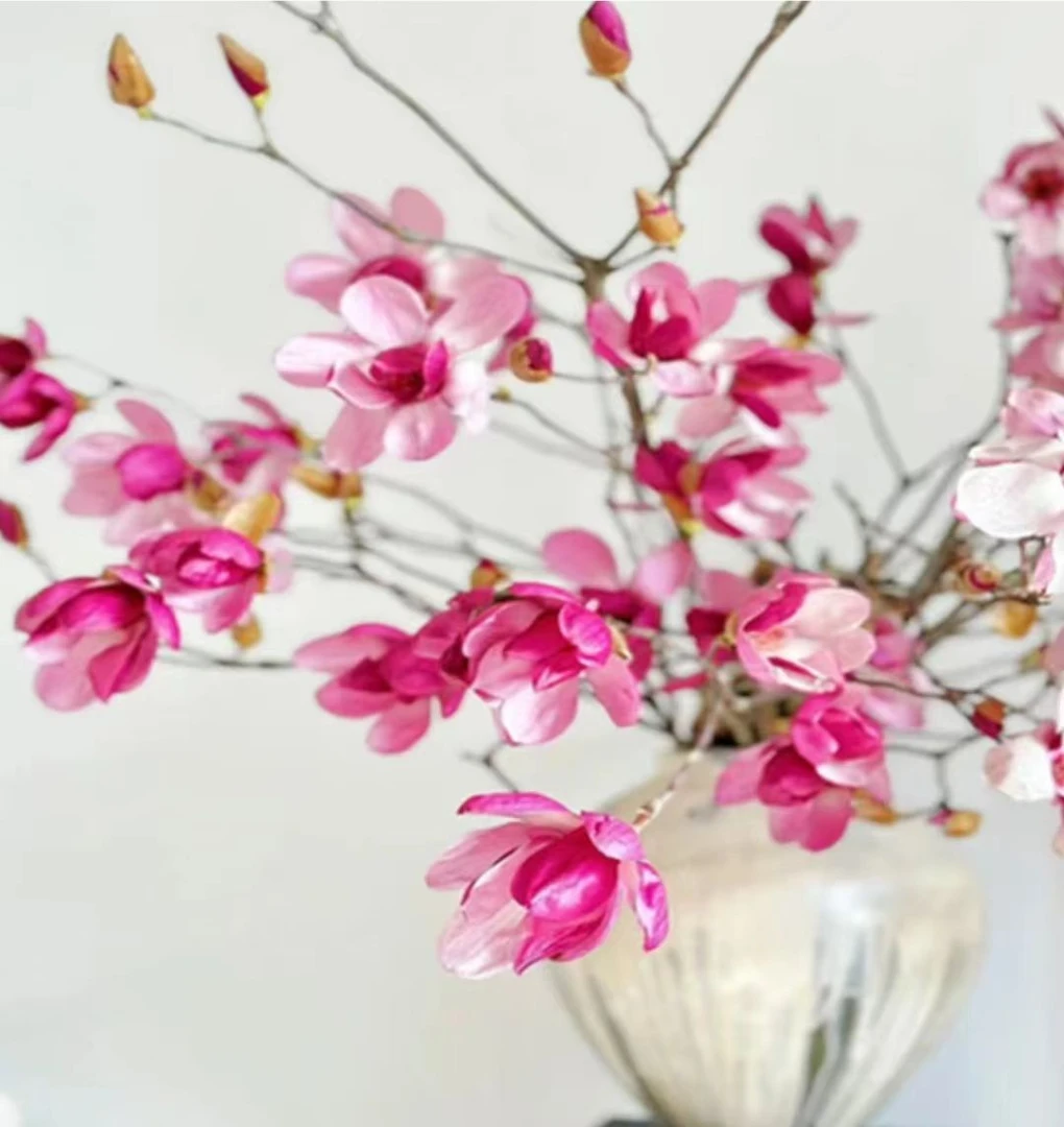 【遇水开花】水培玉兰花卉室内水培客厅办公室内鲜切枝条桃花绿植