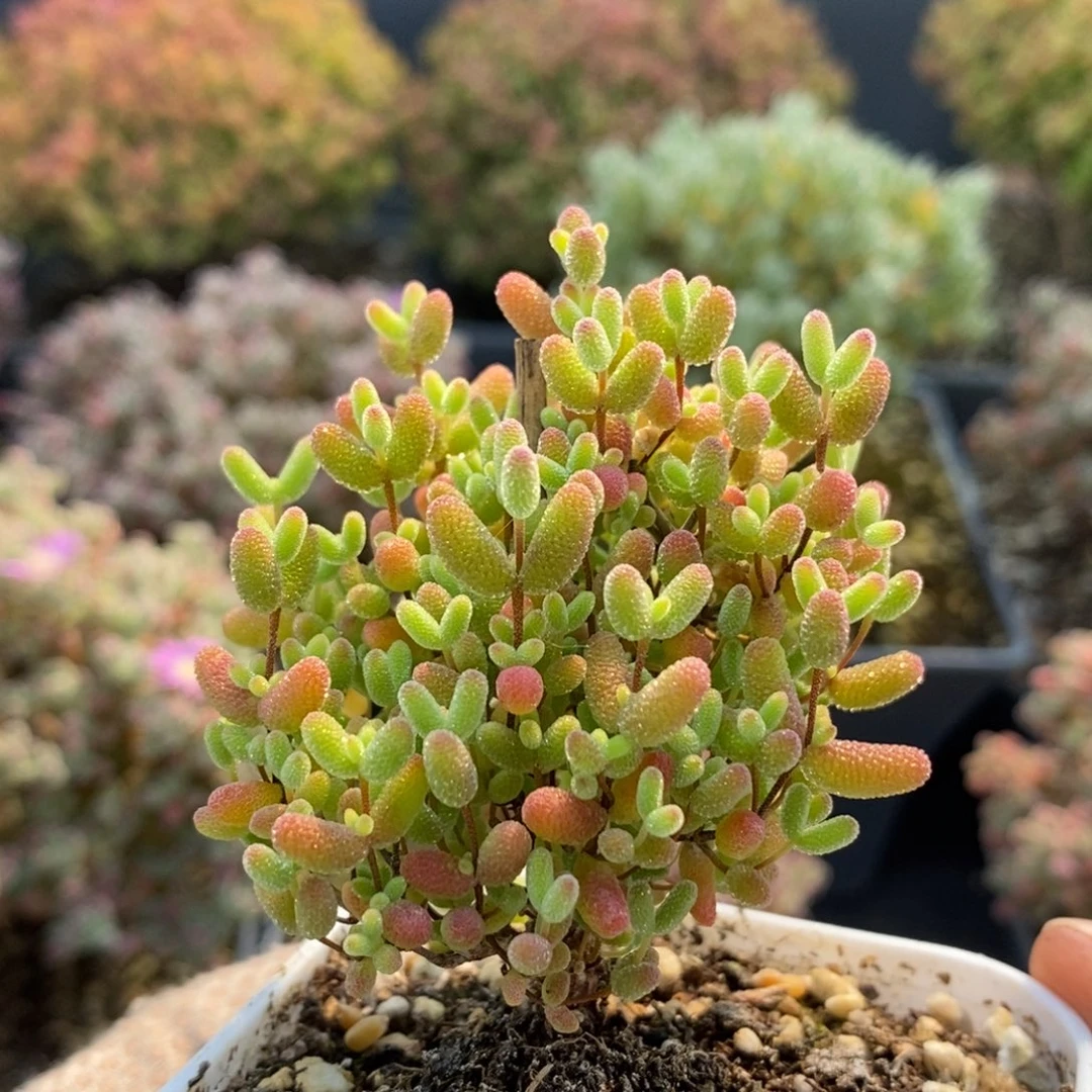 蜜橘糖球7530枝干番杏