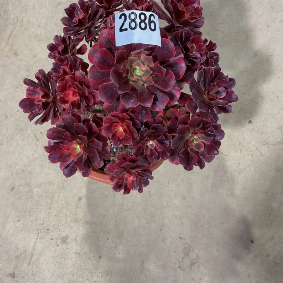 无花朵2886美杜莎1111111111