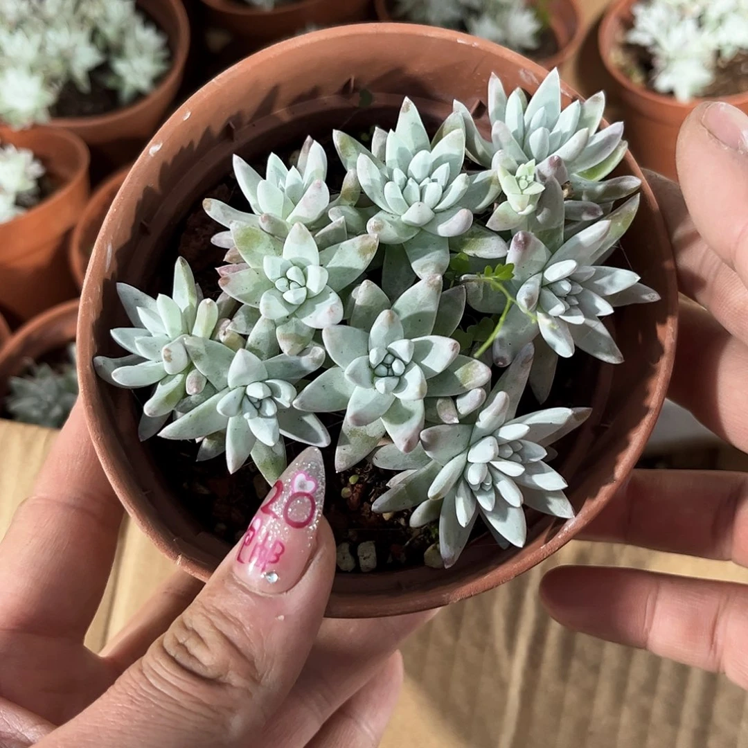 白菊群生有根发货有根