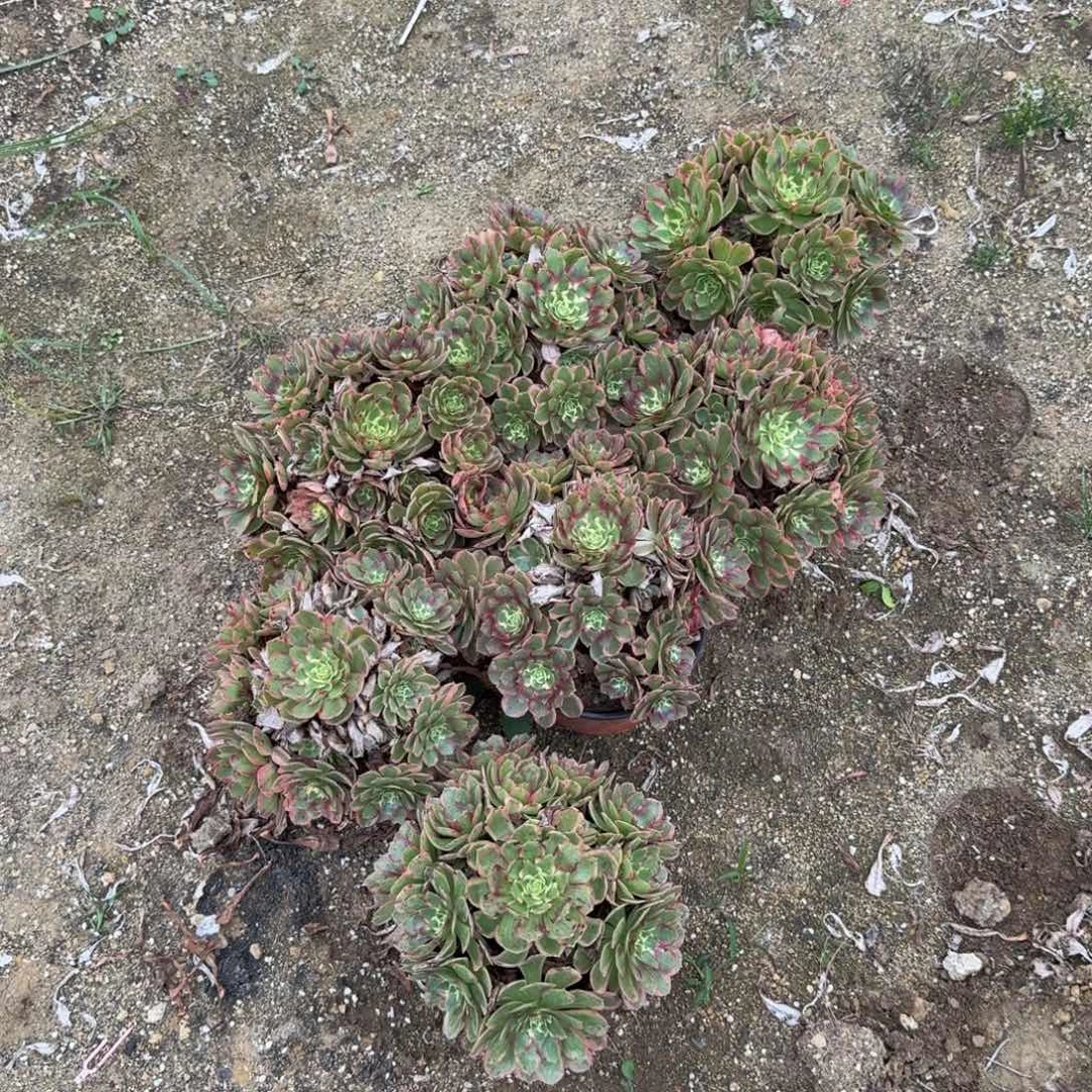 粉海王一颗。多肉植物