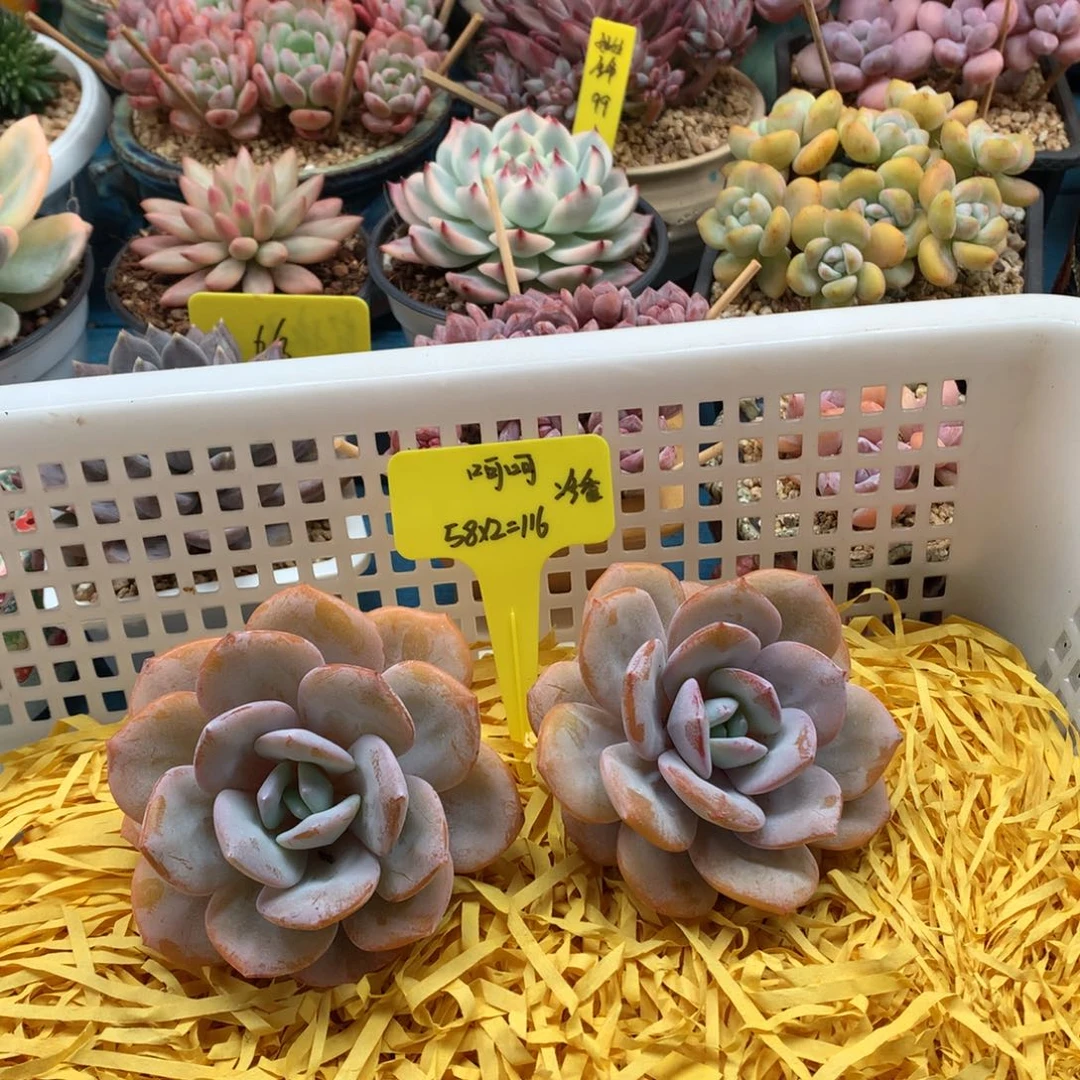 呵***呵我们家的小仙女们