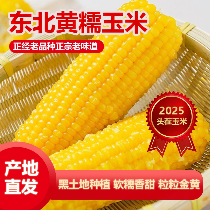 【图哥专属】东北头茬黄糯玉米 真空锁鲜整箱6斤*10根