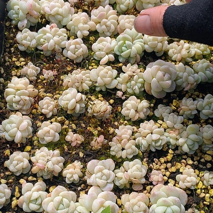 52 多肉植物盆栽花卉植物