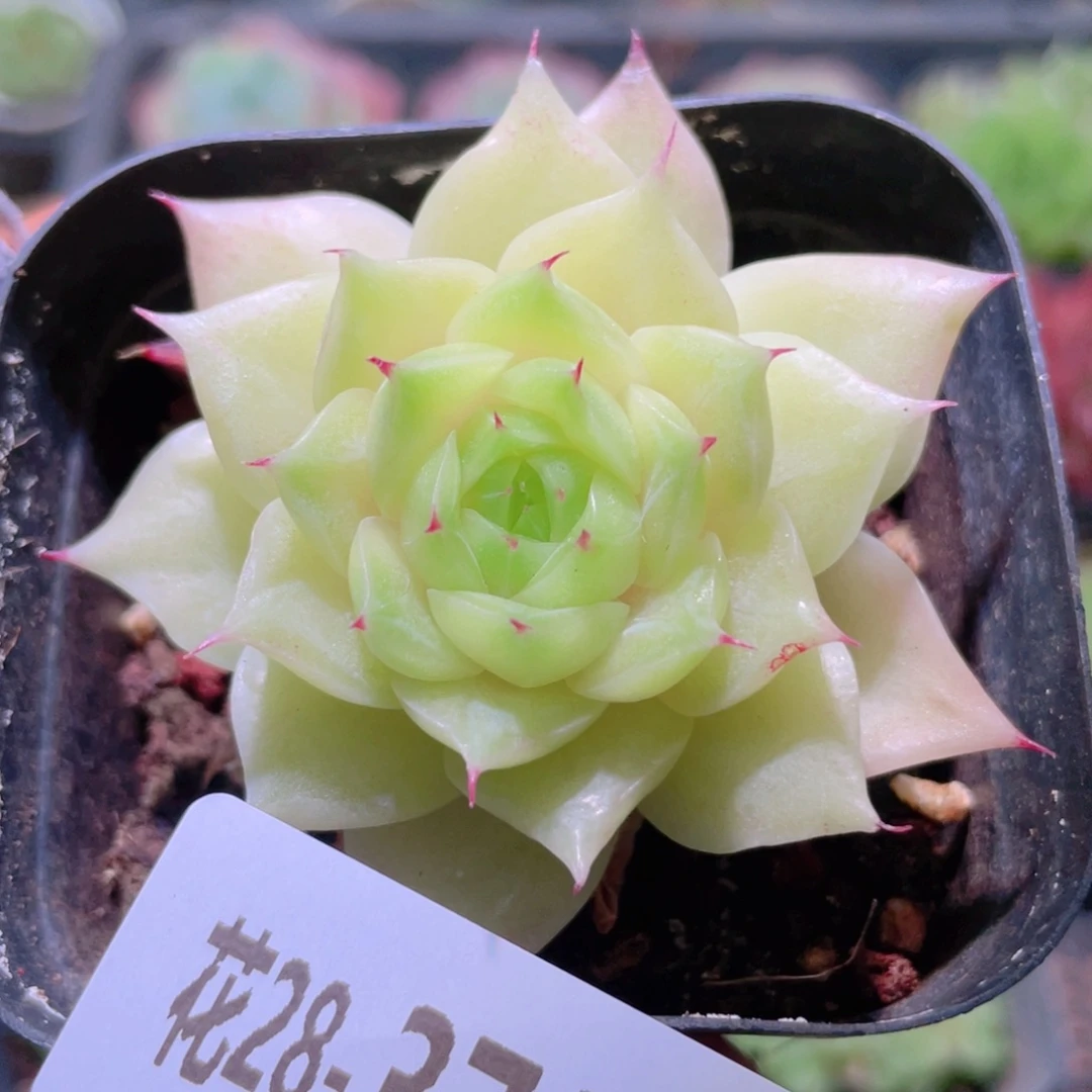 花利美28-376麦秆