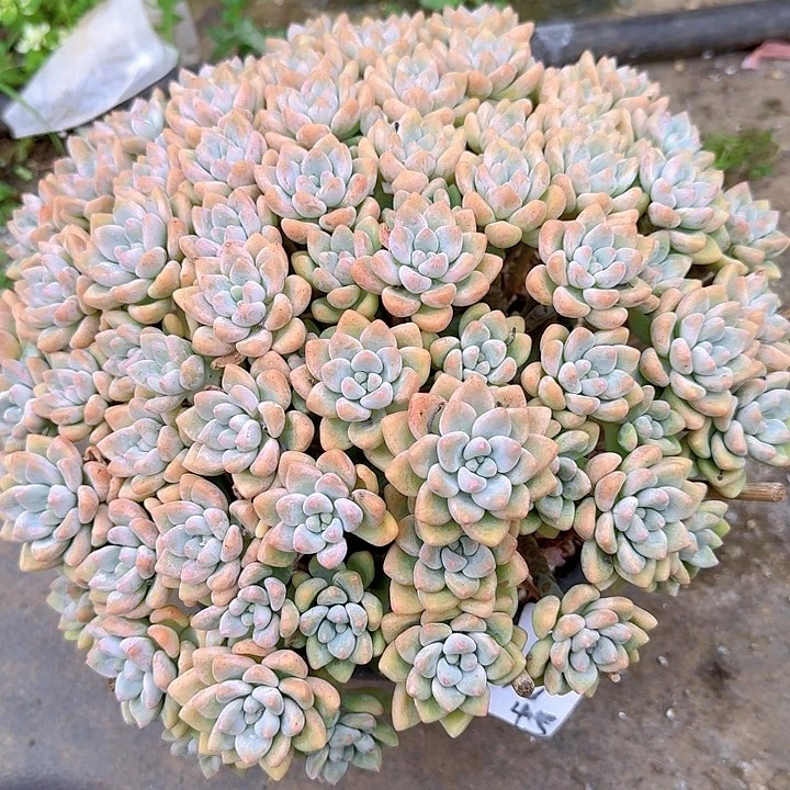 阳****多肉植物提取精华萃取