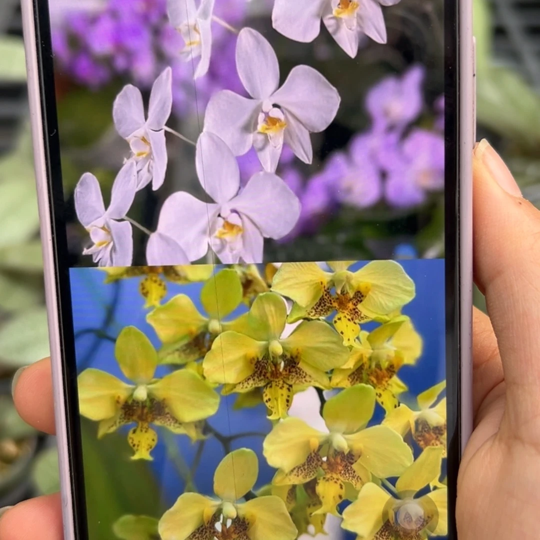 当前无花栽培后可以开花香阿妈交深黄史塔基苗