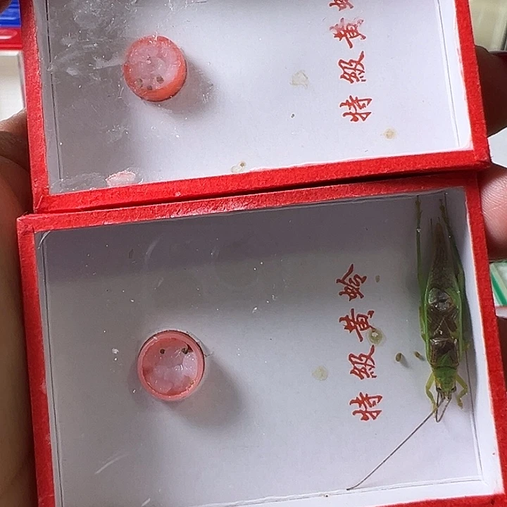 ****卒蟋蟀哈哈哈哈哈哈哈哈哈哈