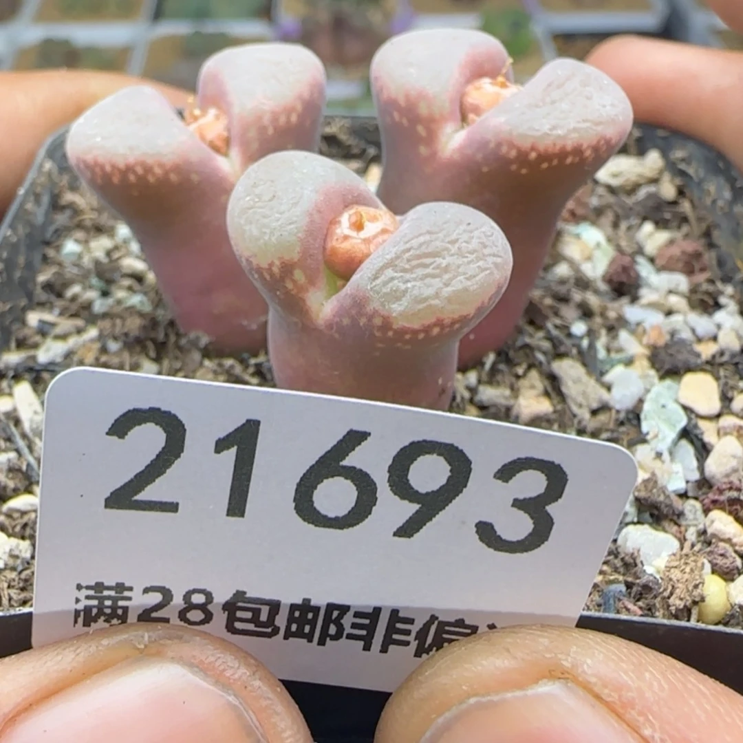 【闪购商品】4**角21693