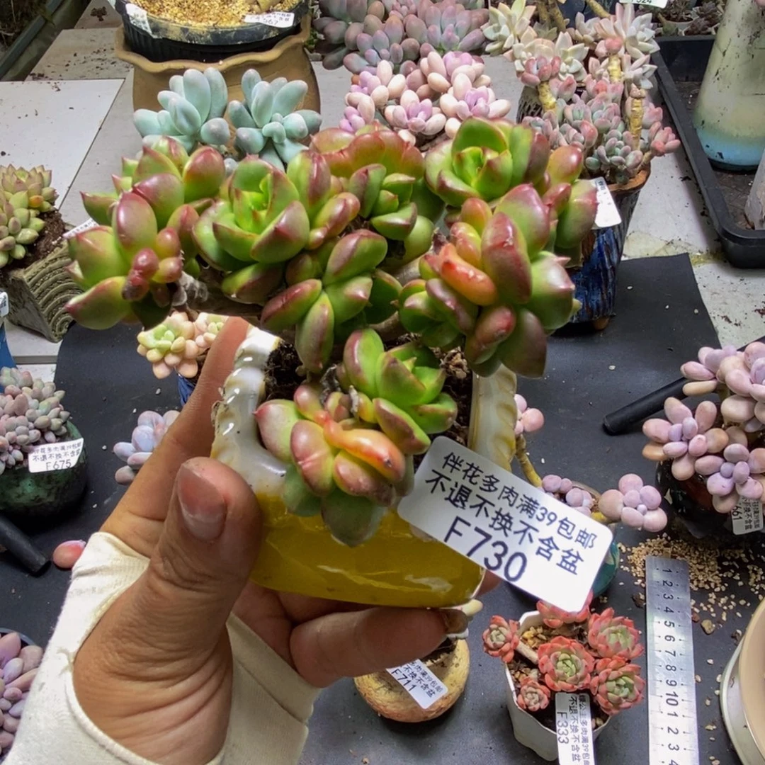 蜡牡丹730/8cm多肉
