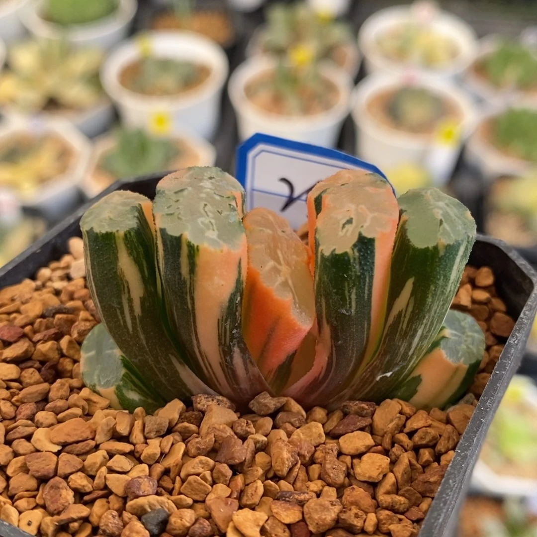 25号北斋玉扇锦多肉