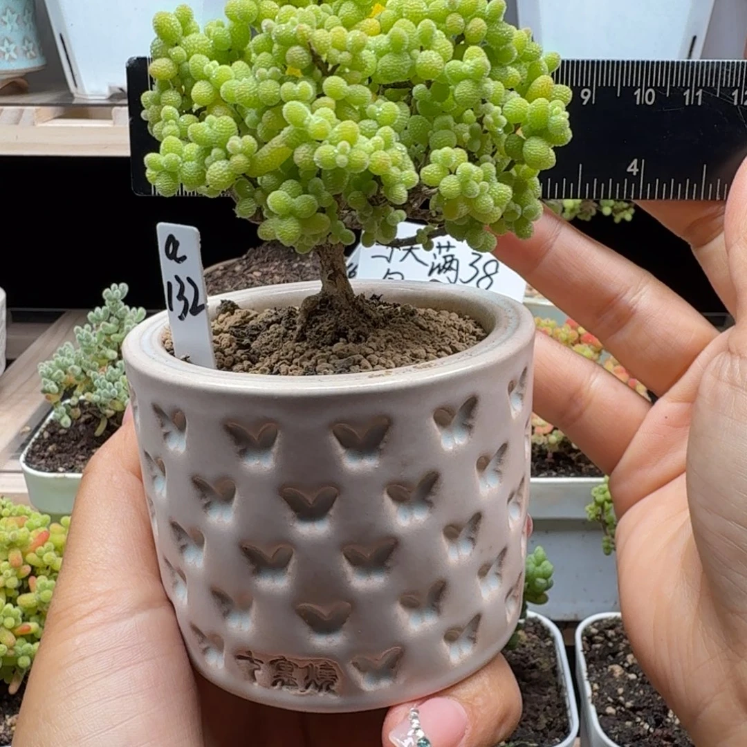 a132号金桔冠服8厘米左右带盆发