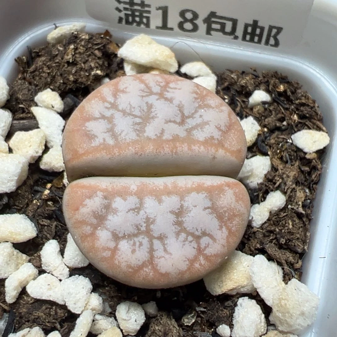 【闪购商品】 1122。