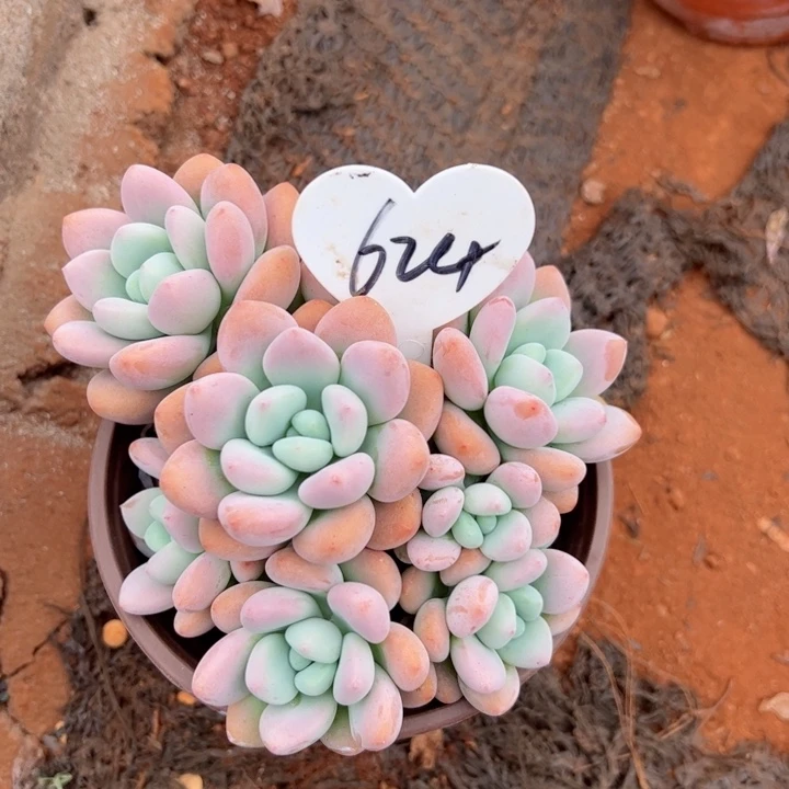 624洛神平平安安健健康康