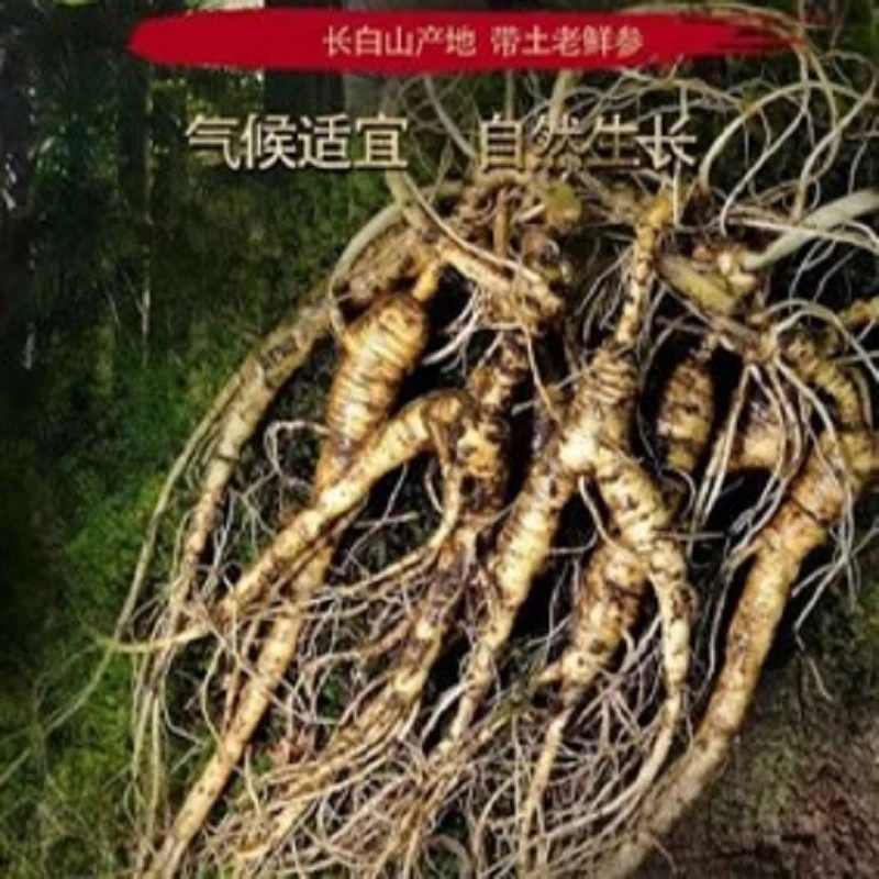 【直播链接】长白山东北林下鲜参煲汤包就滋补营养山参