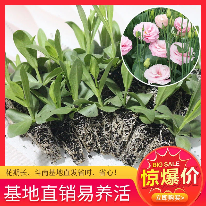 进口洋桔梗花苗洋玫瑰苗四季开花多年生耐冷耐热盆栽庭院易活