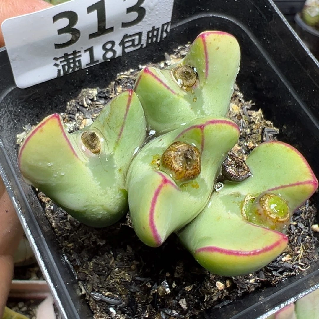 【闪购商品】 313。