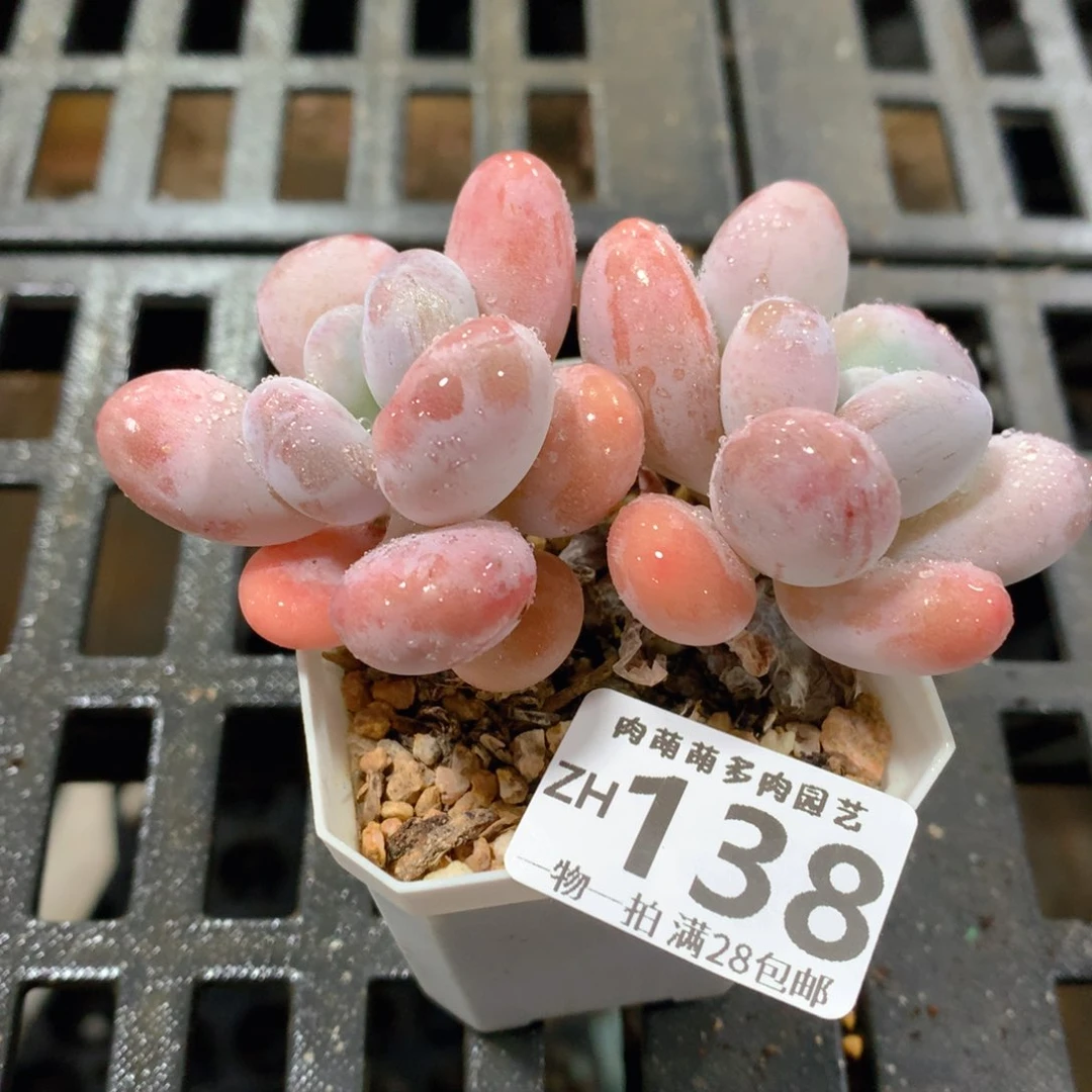 肉萌萌拇指盆精控多肉ZH138