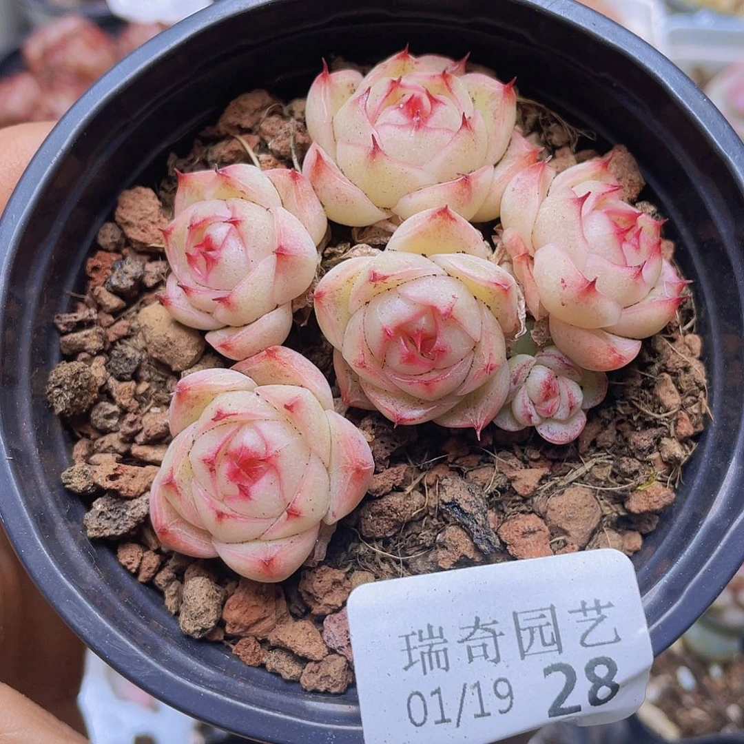 00000000000028量拍