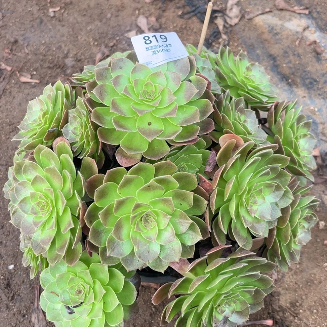 炽焰莲捧花819号法师