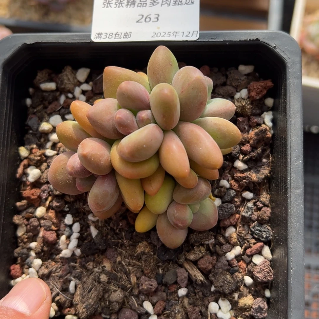 张张精品多肉甄选263