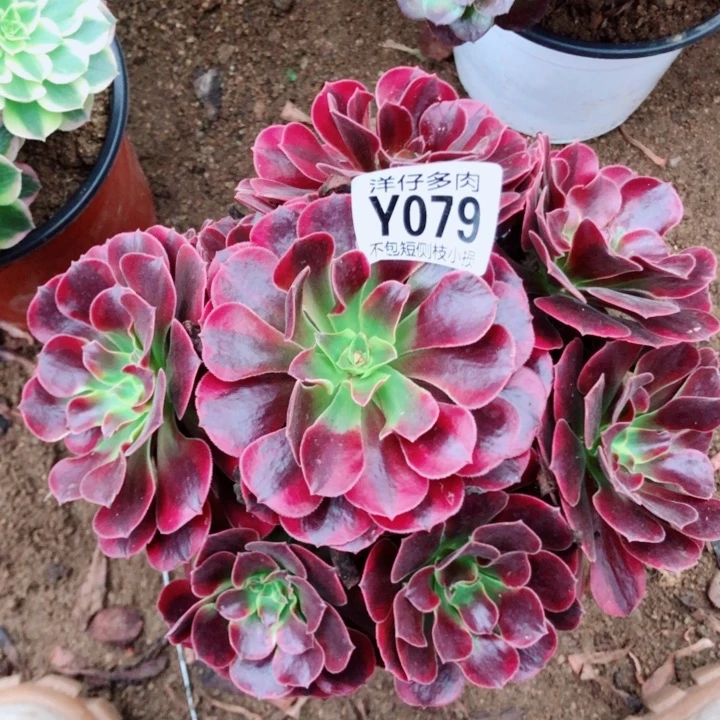 凤冠079尺寸20左右2