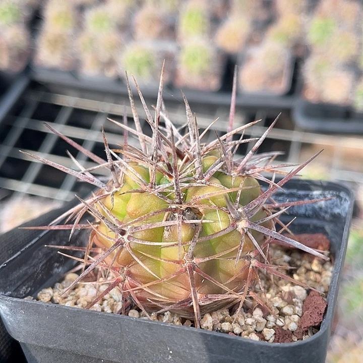 7297有瑕疵福利出