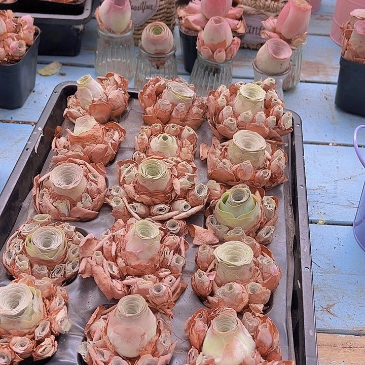 糖果水蜜桃多头群生一颗