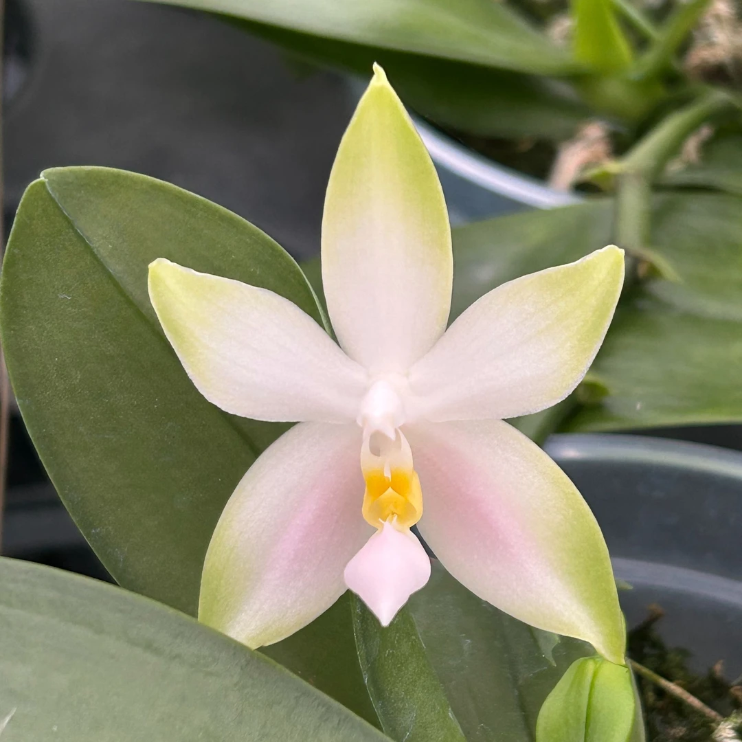 精品原生种蝴蝶兰【粉贝】开花浓香 室内花卉绿植2.5寸