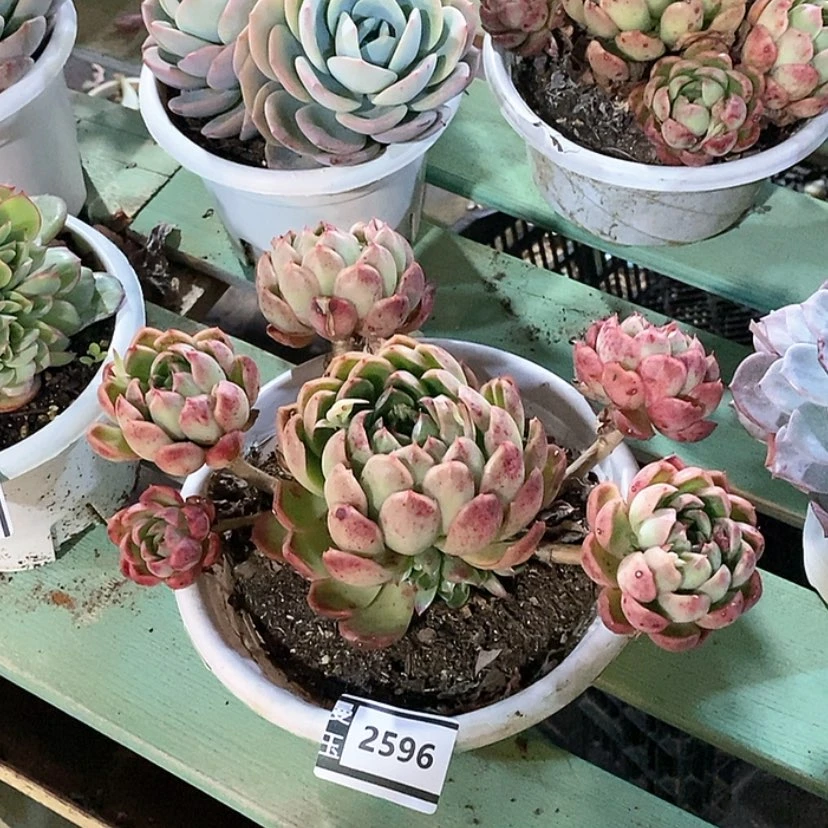 【闪购商品】月宴2596