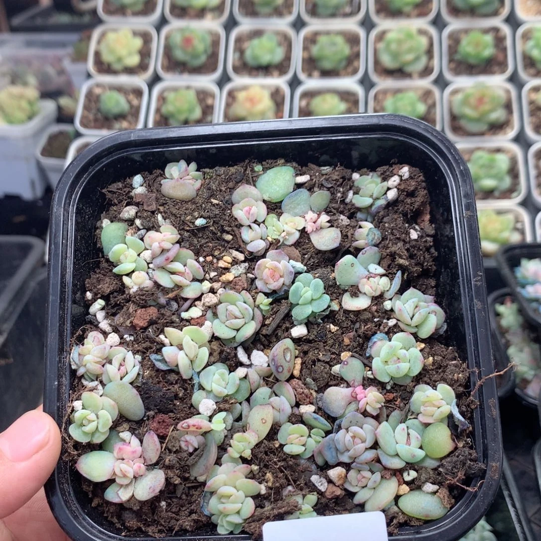 无花朵T40英语英语
